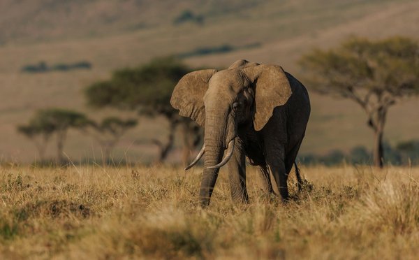 Comment organiser une visite des réserves fauniques en Tanzanie pour observer les éléphants ?